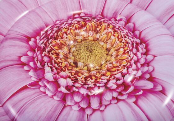 Φουσκωτό Pink Daisy Flower Mat 58787 - Image 6